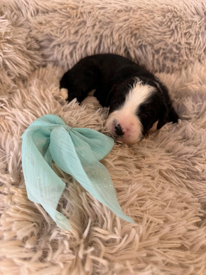 F1 Standard Bernedoodles (Bernese Mountain Dog x Standard Poodle)