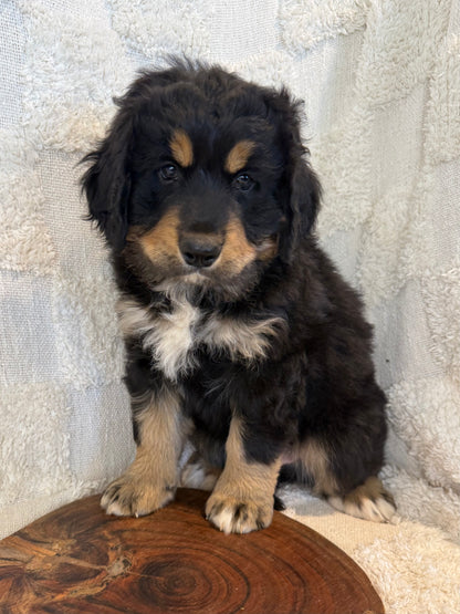 PERCY - Ultra Standard Bernedoodle (Bernese Mountain Dog x Standard Bernedoodle) (Copy)