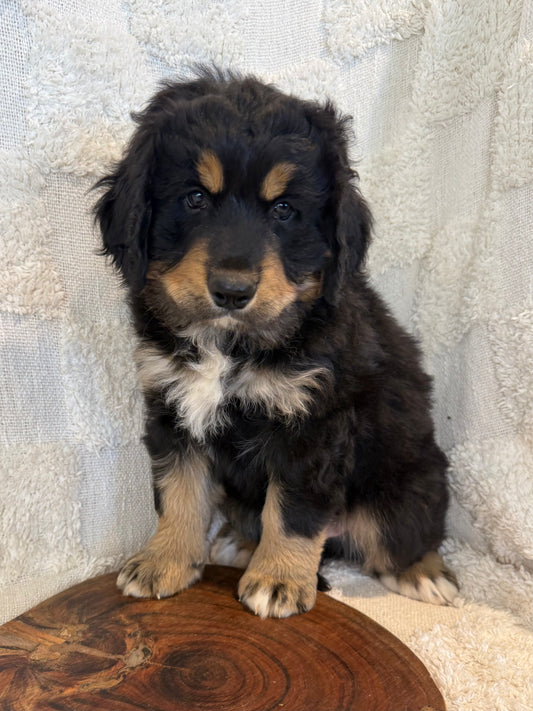 PERCY - Ultra Standard Bernedoodle (Bernese Mountain Dog x Standard Bernedoodle) (Copy)