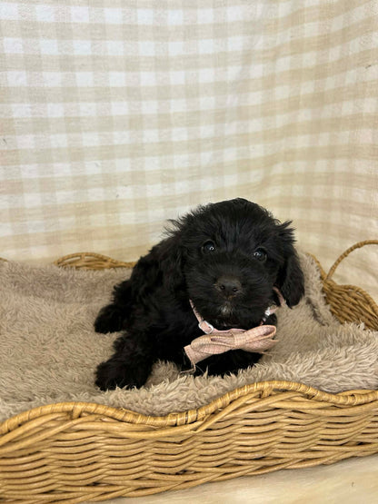 2 x F1 Mini Schnoodles (Mini Poodle x Mini Schnauzer)