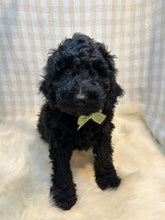 Load image into Gallery viewer, 3 x F1b Standard Bernedoodles (Standard Bernedoodle x Standard Poodle)

