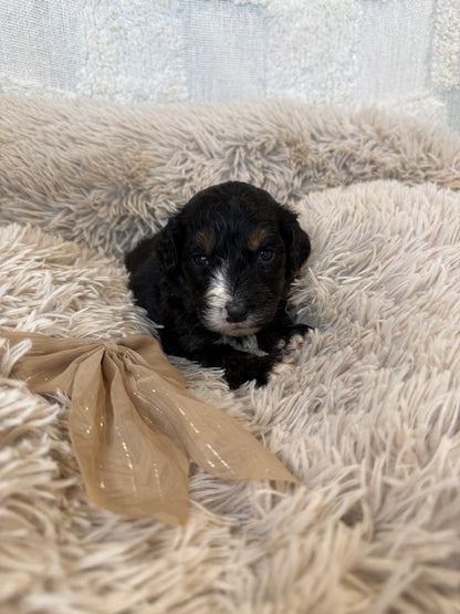 F1 Standard Bernedoodles (Bernese Mountain Dog x Standard Poodle)