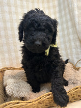 Load image into Gallery viewer, 3 x F1b Standard Bernedoodles (Standard Bernedoodle x Standard Poodle)
