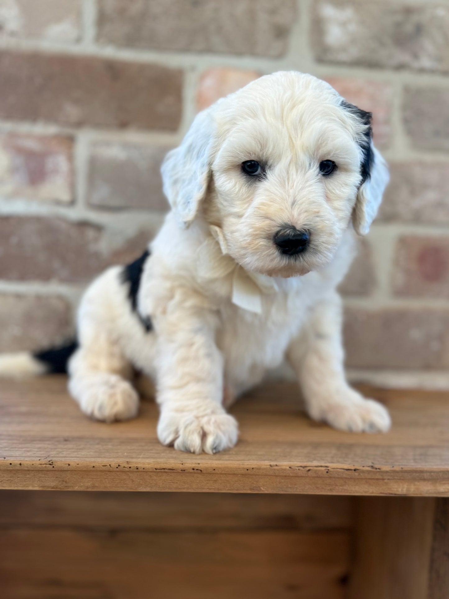 F1 Standard Sheepadoodles (Old English Sheepdog x Standard Poodle)