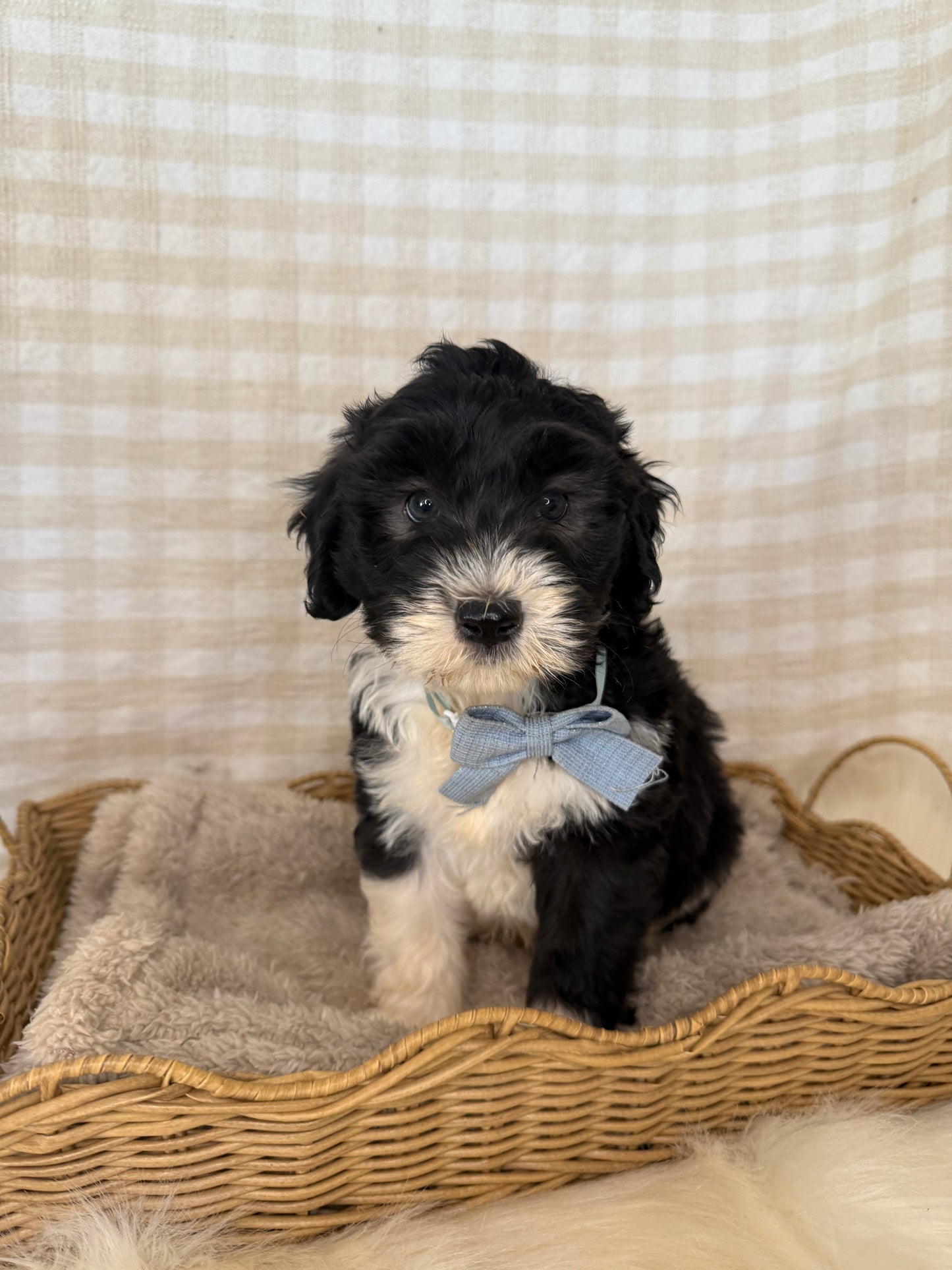 3 x F1 Mini Sheepadoodles (Old English Sheepdog x Mini Poodle)