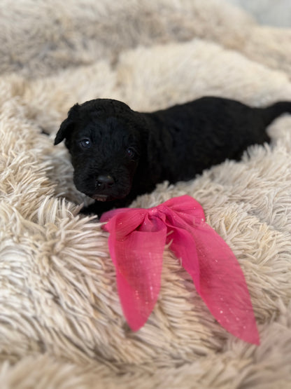 F1b Medium Bernedoodles (Standard Bernedoodle x Mini Poodle)