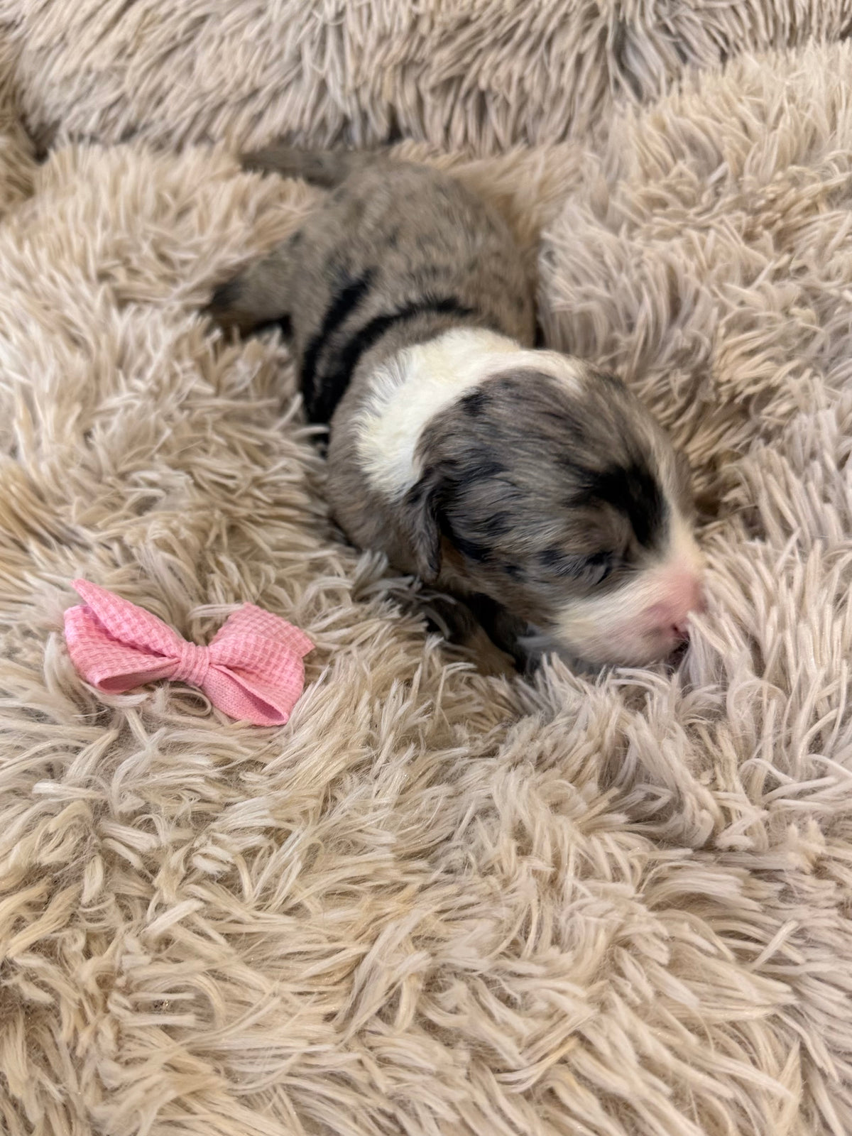 F1 Standard Sheepadoodles (Old English Sheepdog x Standard Poodle) READY EARLY DECEMBER