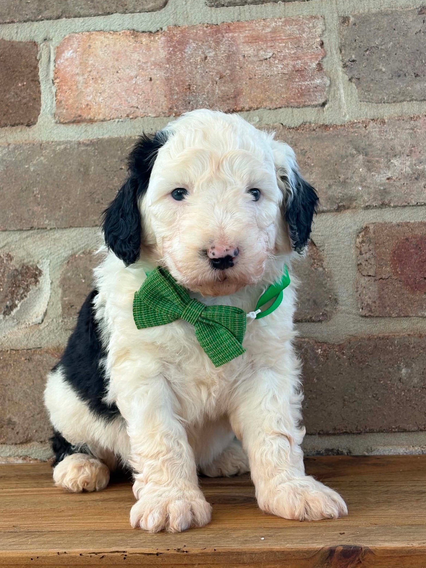 F1 Standard Sheepadoodles (Old English Sheepdog x Standard Poodle)