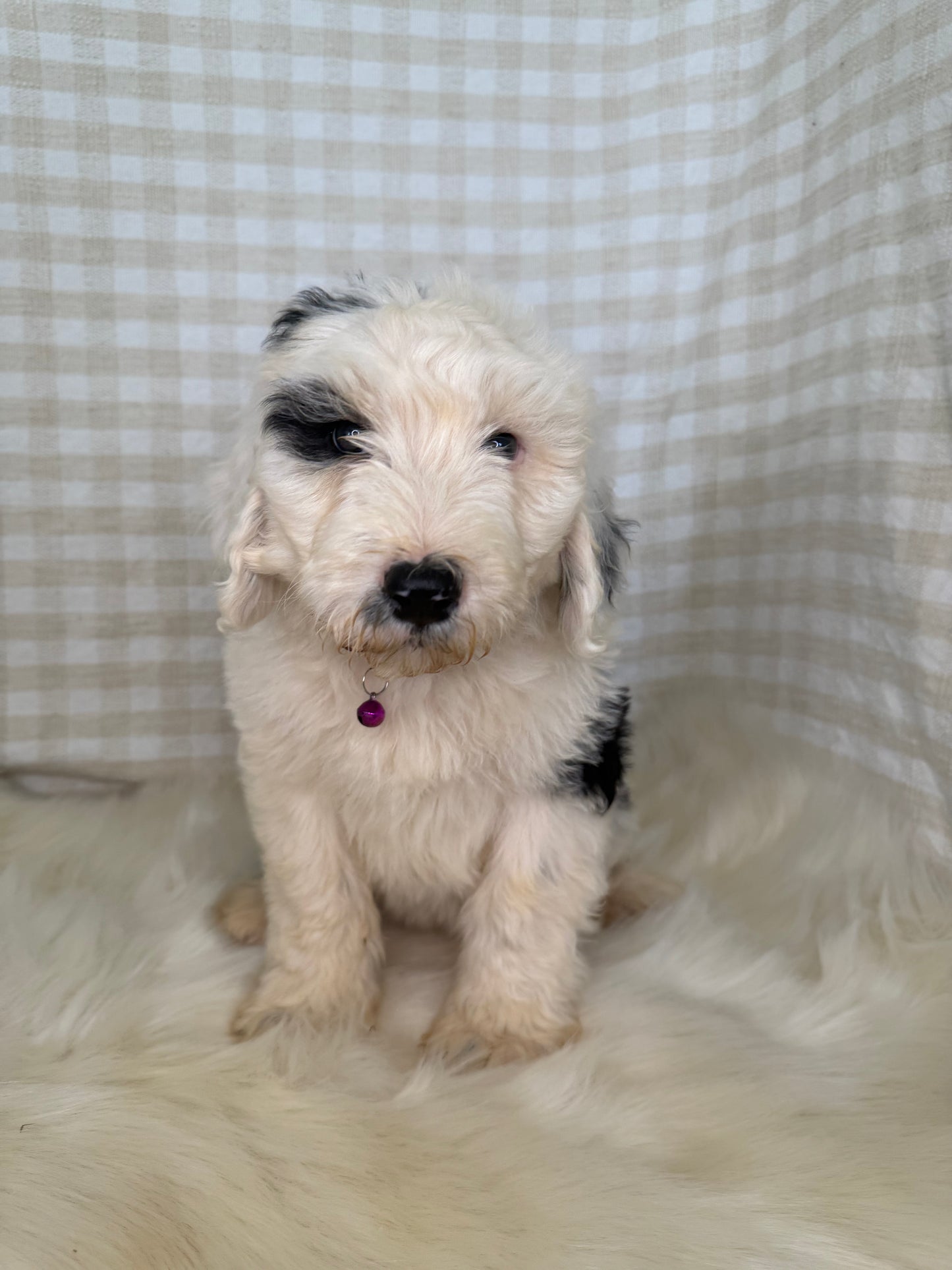 3 x F1 Standard Sheepadoodles (Old English Sheepdog x Standard Poodle)