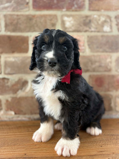 F1 Standard Bernedoodles (Bernese Mountain Dog x Standard Poodle)