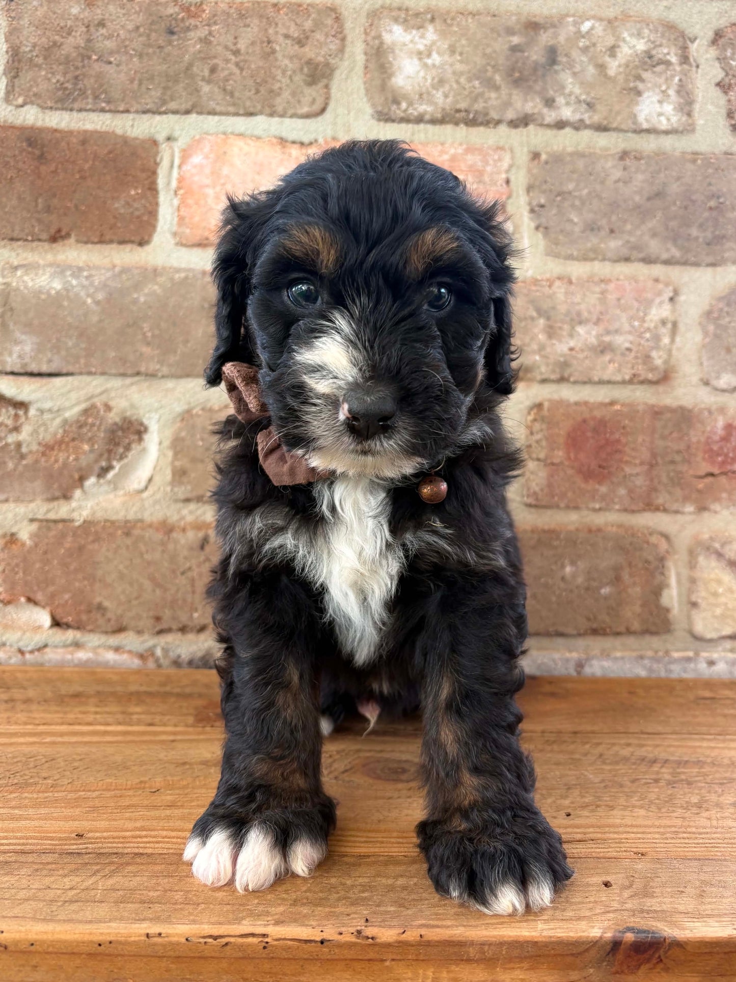 F1 Standard Bernedoodles (Bernese Mountain Dog x Standard Poodle)