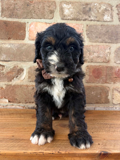 F1 Standard Bernedoodles (Bernese Mountain Dog x Standard Poodle)