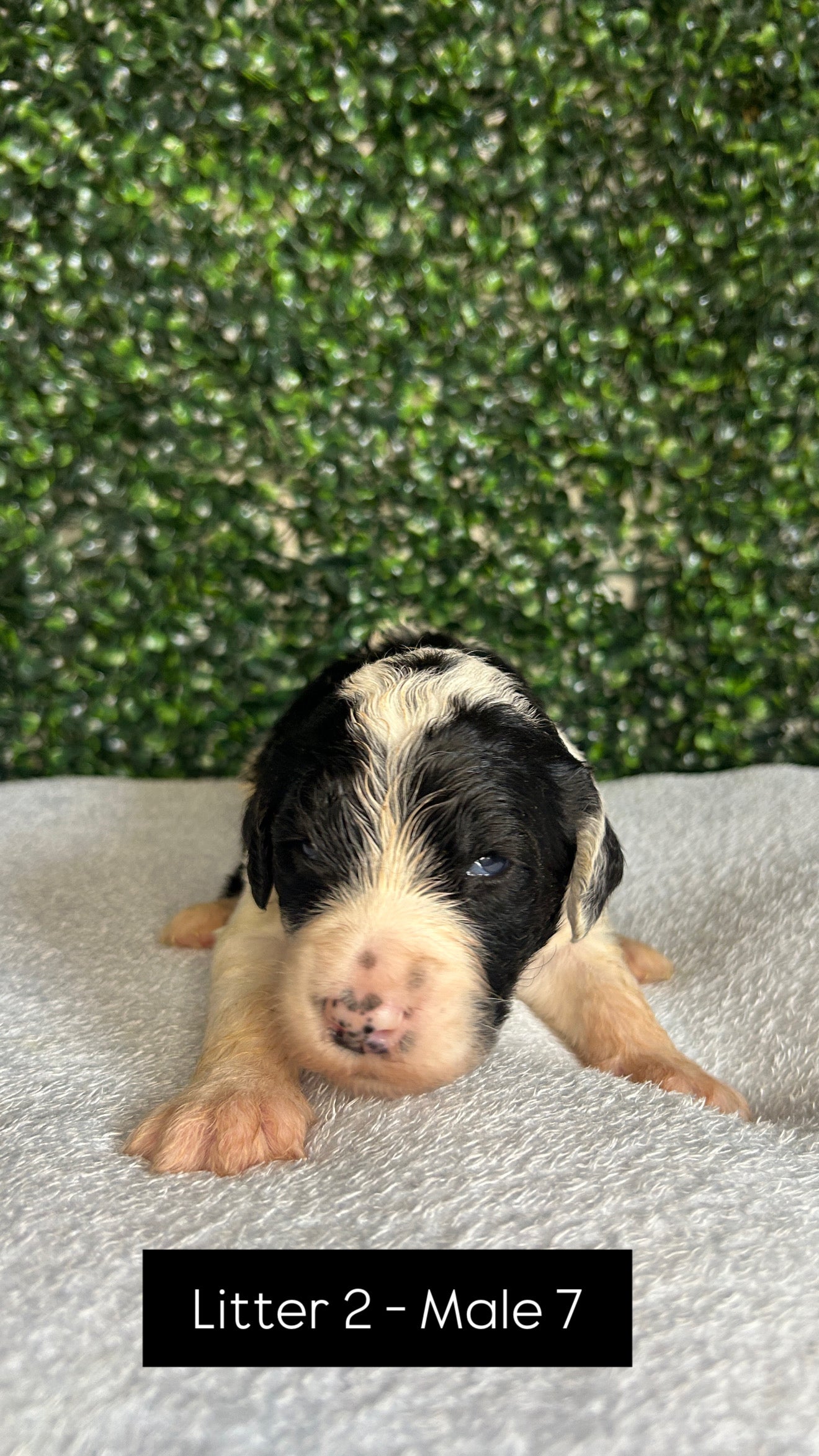 8 x F1 Standard Sheepadoodles (Old English Sheepdog x Standard Poodle)