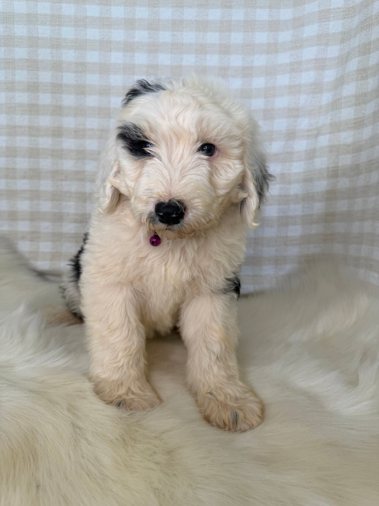 3 x F1 Standard Sheepadoodles (Old English Sheepdog x Standard Poodle)