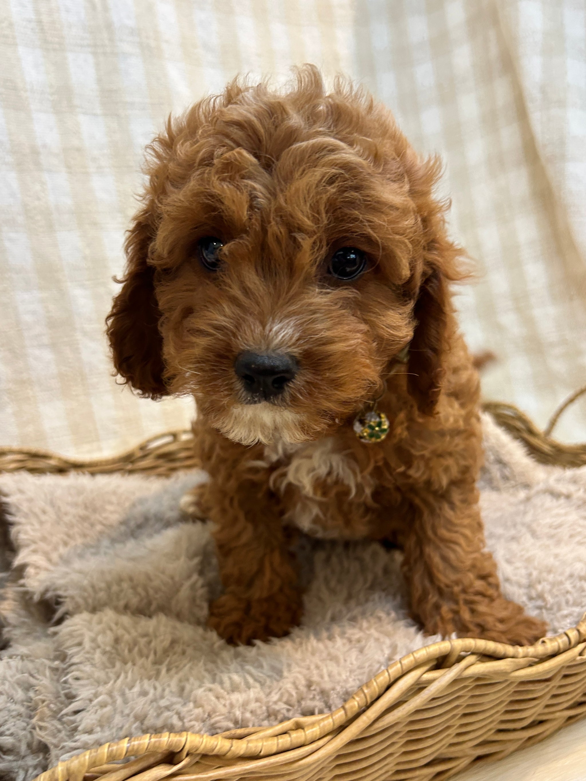 Miniature Cavoodle Cavoodle Puppies For Sale Illawarra Buy