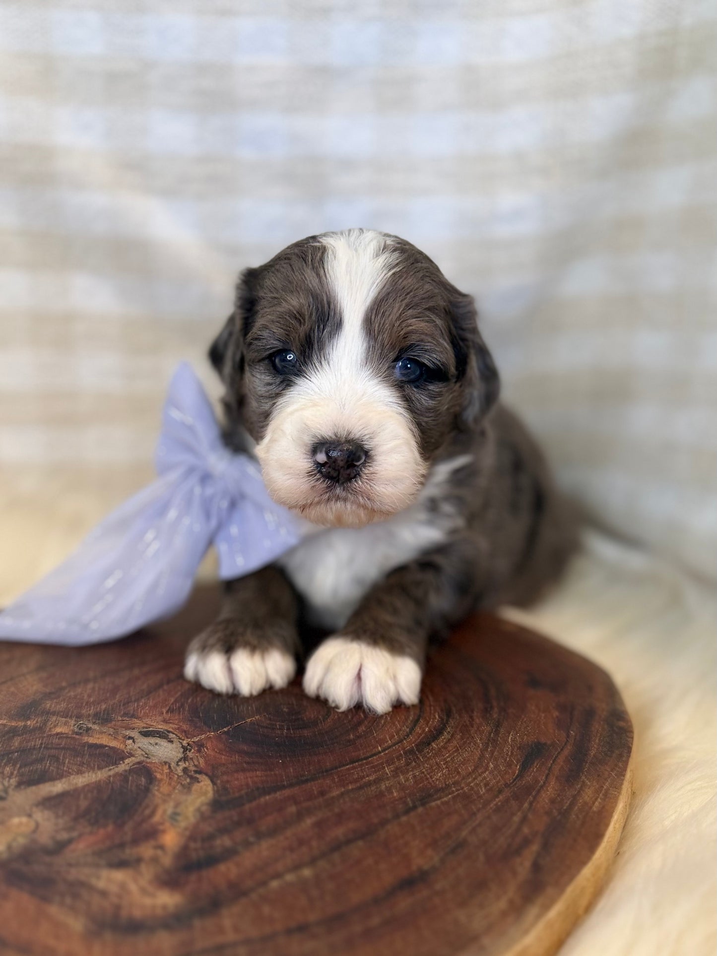 F1 Mini Bernedoodles (Bernese Mountain Dog x Mini Poodle)