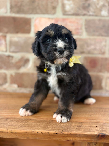 F1 Standard Bernedoodles (Bernese Mountain Dog x Standard Poodle)