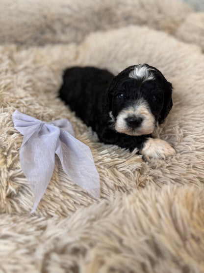 F1b Medium Bernedoodles (Standard Bernedoodle x Mini Poodle)