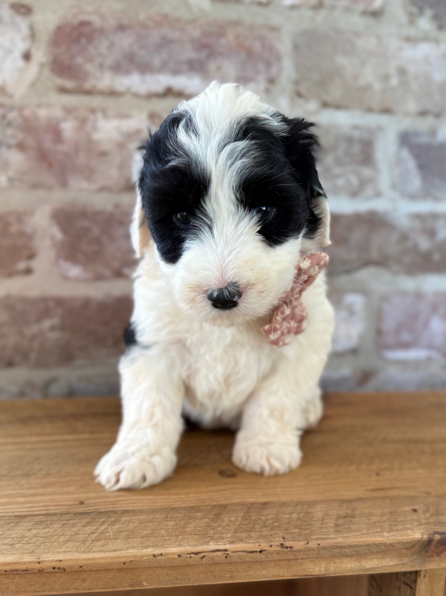 WINNIE - F1 Standard Sheepadoodle (Old English Sheepdog x Standard Poodle)