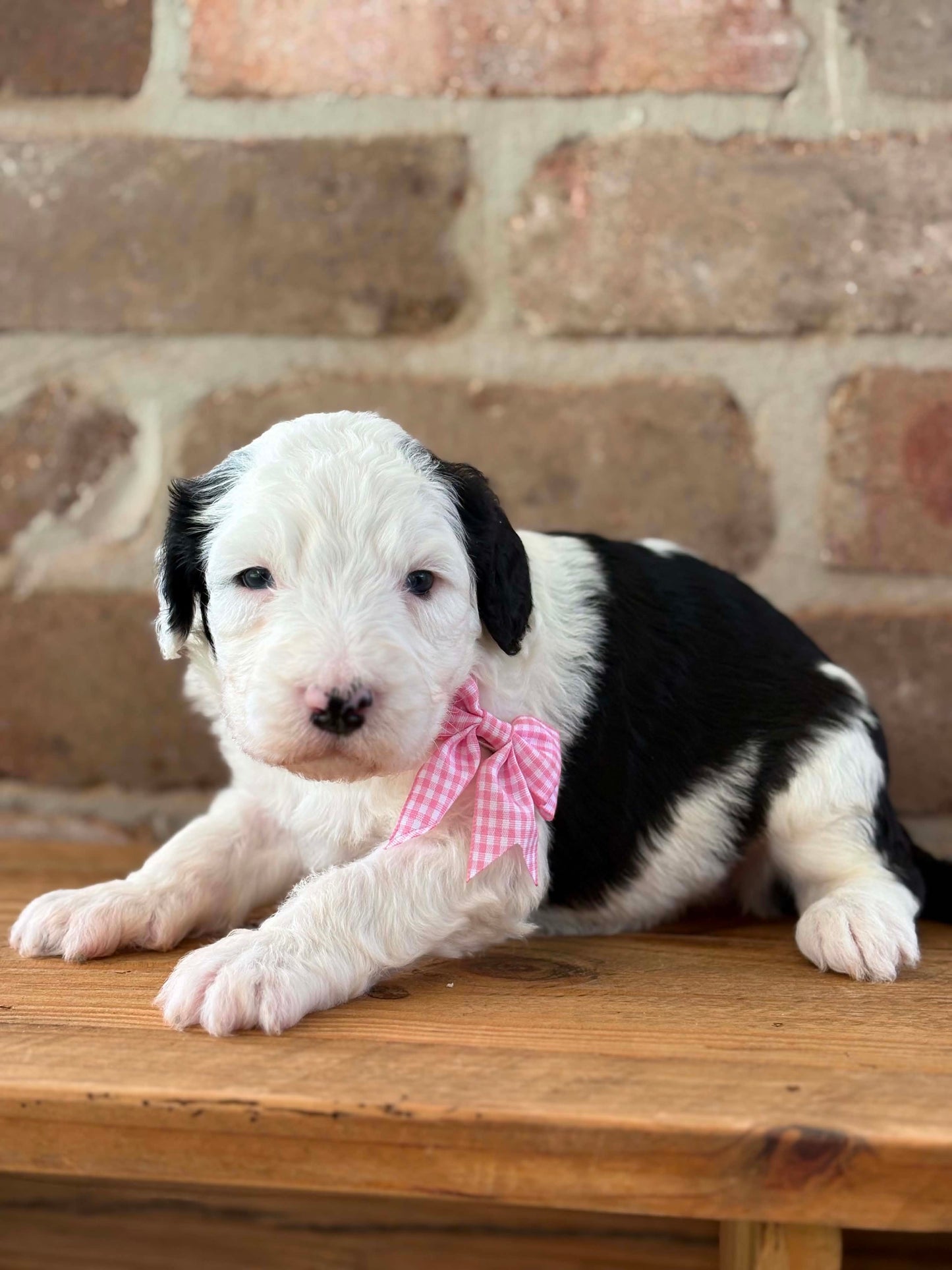 F1 Standard Sheepadoodles (Old English Sheepdog x Standard Poodle)