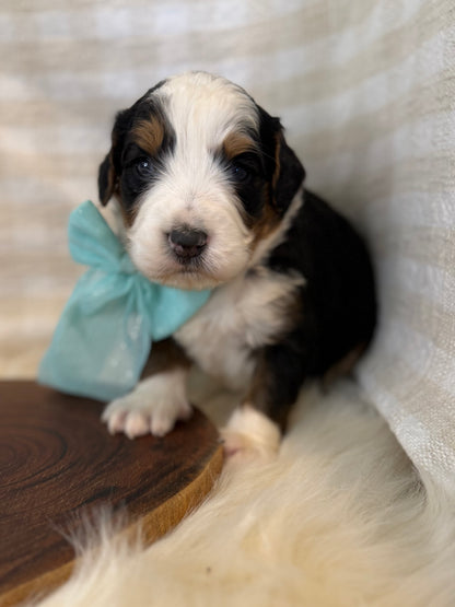 F1 Mini Bernedoodles (Bernese Mountain Dog x Mini Poodle)