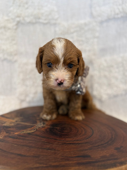7 x F1 Toy Cavoodles (DNA Clear)