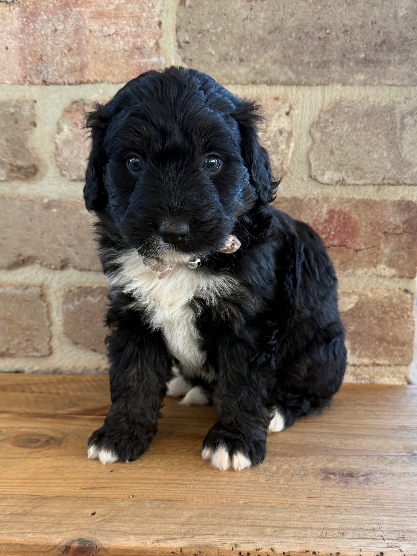 F1 Standard Bernedoodles (Bernese Mountain Dog x Standard Poodle)