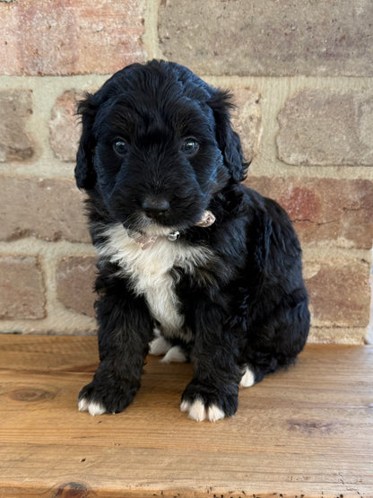 F1 Standard Bernedoodles (Bernese Mountain Dog x Standard Poodle)