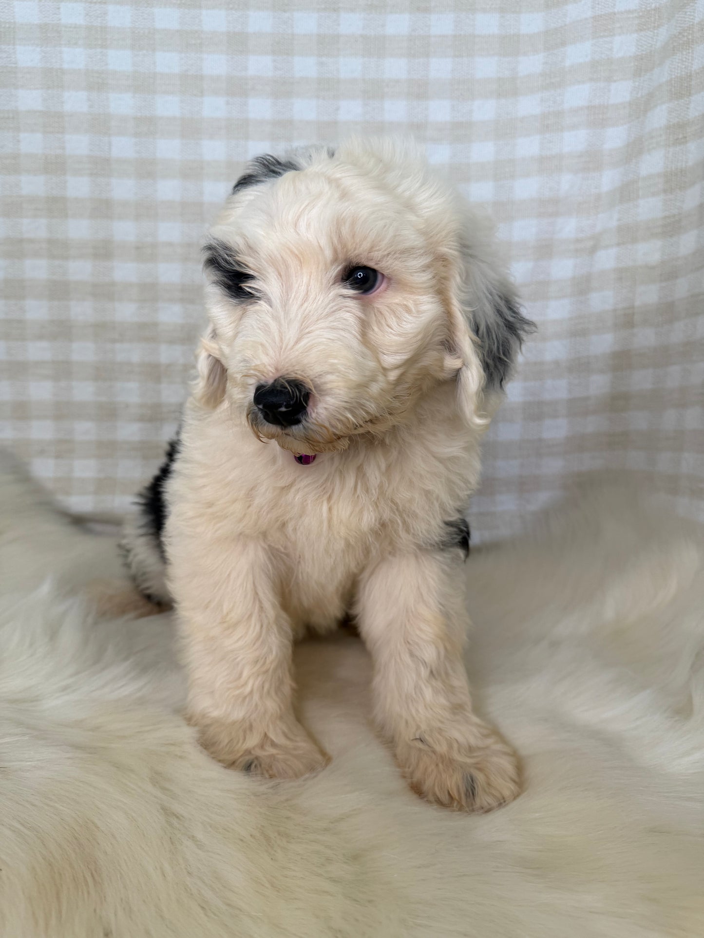 3 x F1 Standard Sheepadoodles (Old English Sheepdog x Standard Poodle)