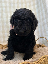 Load image into Gallery viewer, 3 x F1b Standard Bernedoodles (Standard Bernedoodle x Standard Poodle)
