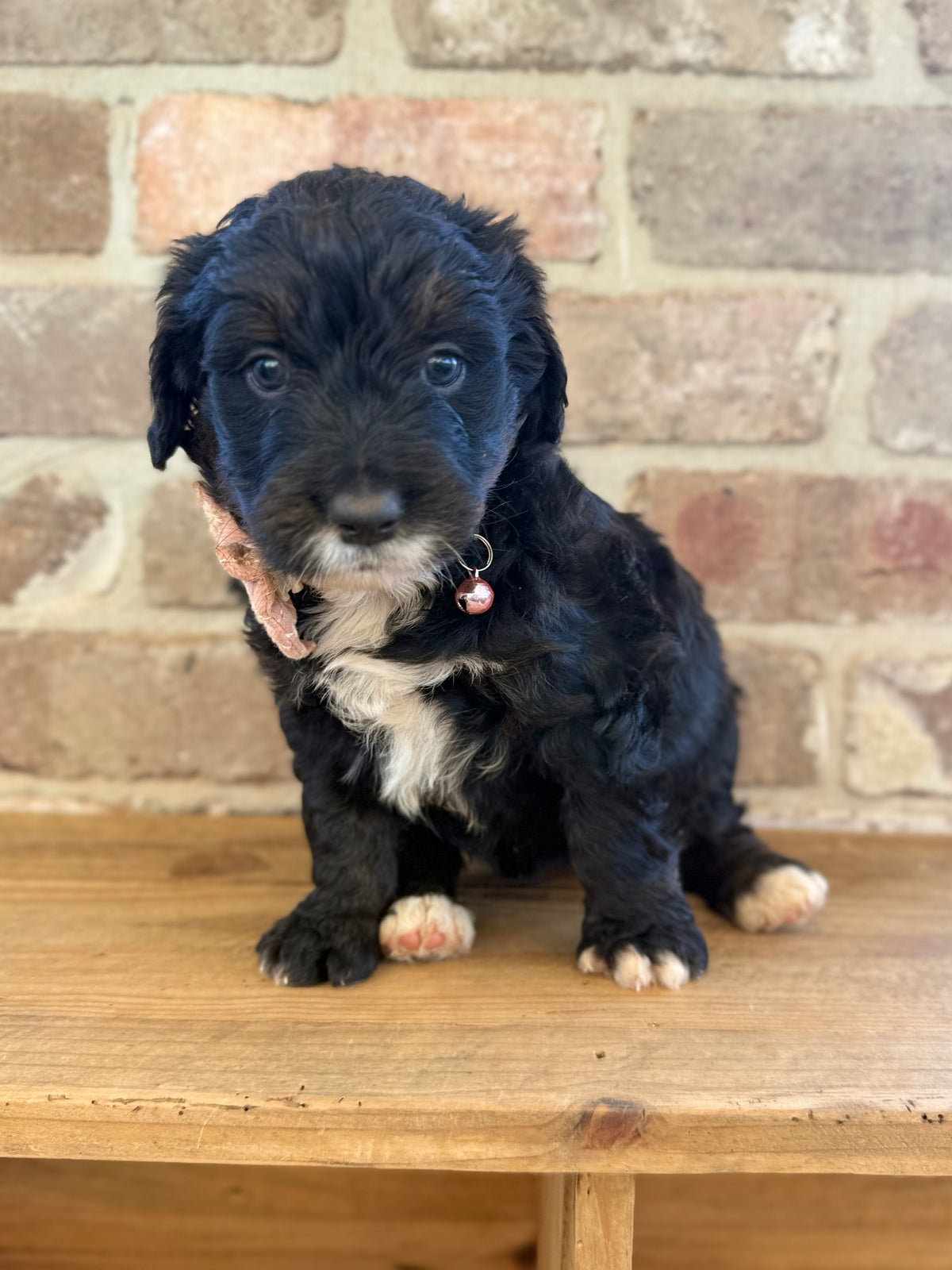 F1 Standard Bernedoodles (Bernese Mountain Dog x Standard Poodle)