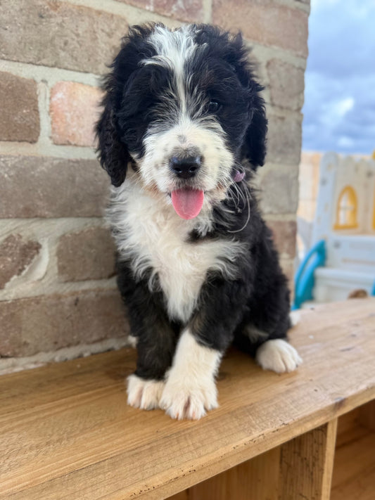 POSIE - F1 Standard Bernedoodle (Bernese Mountain Dog x Standard Poodle)