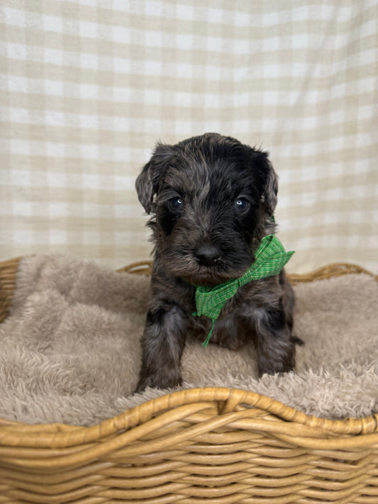 3 x F1 Mini Schnoodle (Mini Poodle x Mini Schnauzer)