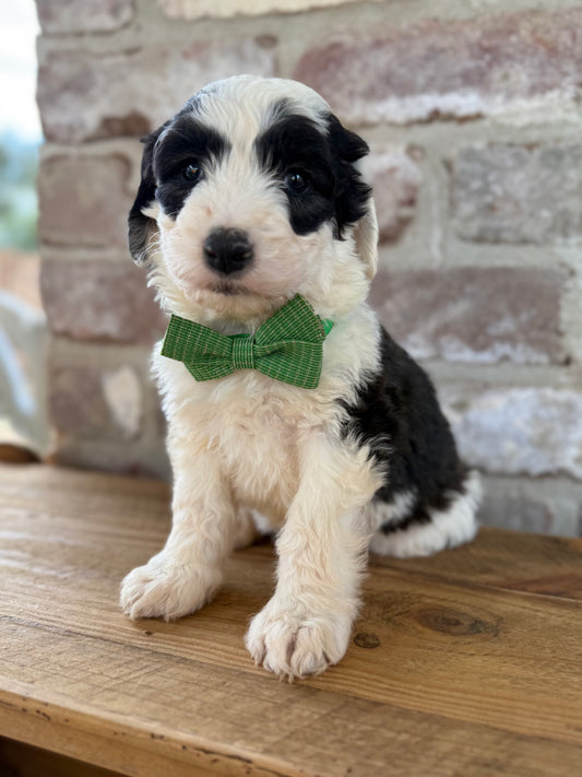 OLLIE - F1 Standard Sheepadoodle (Old English Sheepdog x Standard Poodle)