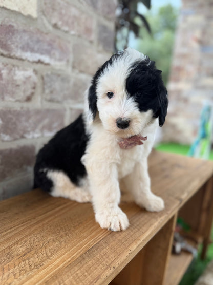 POPPY - F1 Standard Sheepadoodle (Old English Sheepdog x Standard Poodle)
