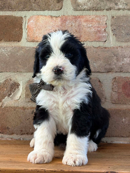 F1 Standard Bernedoodles (Bernese Mountain Dog x Standard Poodle)