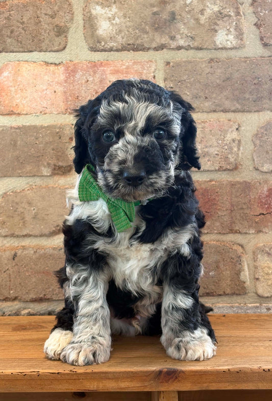 F1b Medium Bernedoodles (Standard Bernedoodle x Mini Poodle)