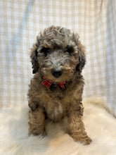 Load image into Gallery viewer, 3 x F1b Standard Bernedoodles (Standard Bernedoodle x Standard Poodle)
