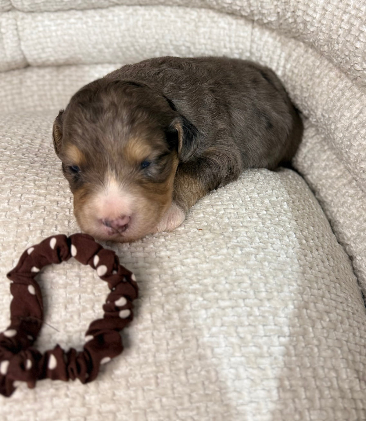 8 x F1 Standard Bernedoodles (Bernese Mountain Dog x Standard Poodle) READY EARLY DECEMBER