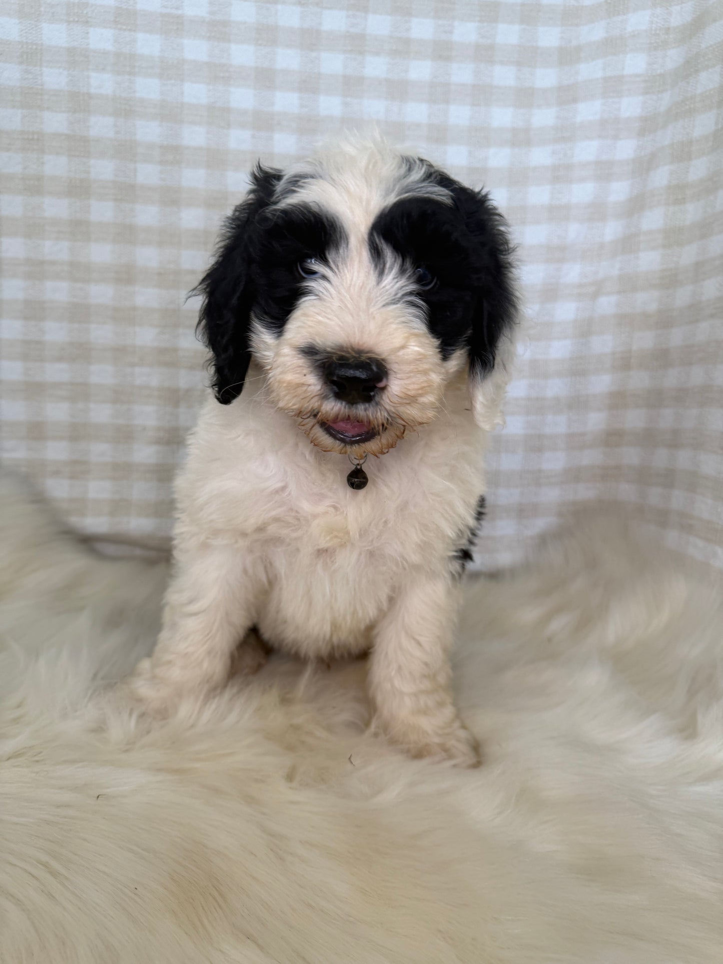 3 x F1 Standard Sheepadoodles (Old English Sheepdog x Standard Poodle)