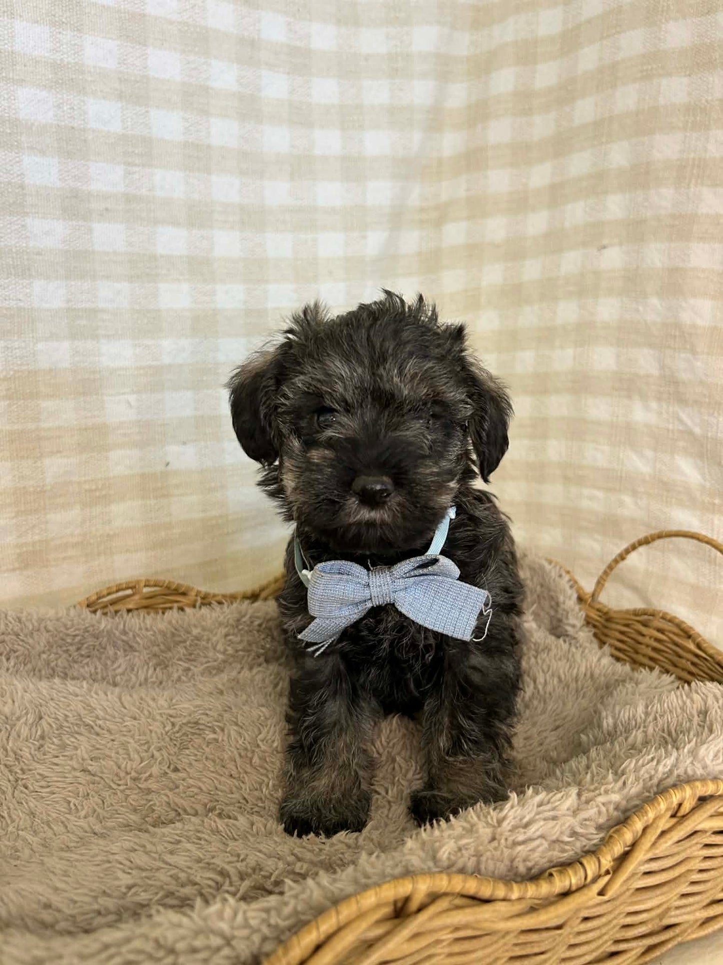 2 x F1 Mini Schnoodles (Mini Poodle x Mini Schnauzer)