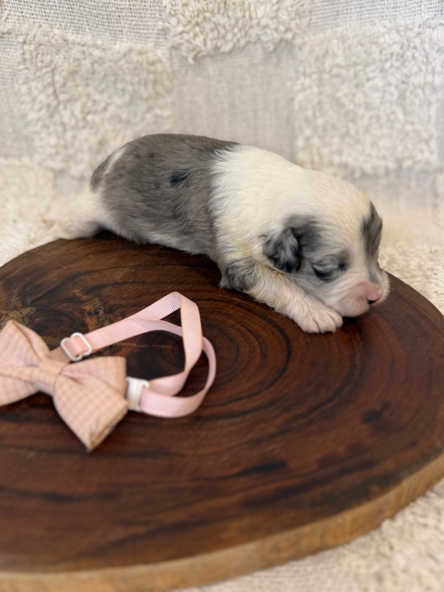 10 x Mini Aussiedoodles (Australian Shepherd x Mini Poodle)