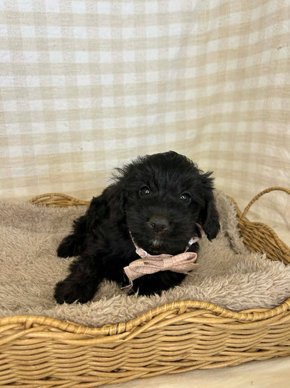 2 x F1 Mini Schnoodles (Mini Poodle x Mini Schnauzer)