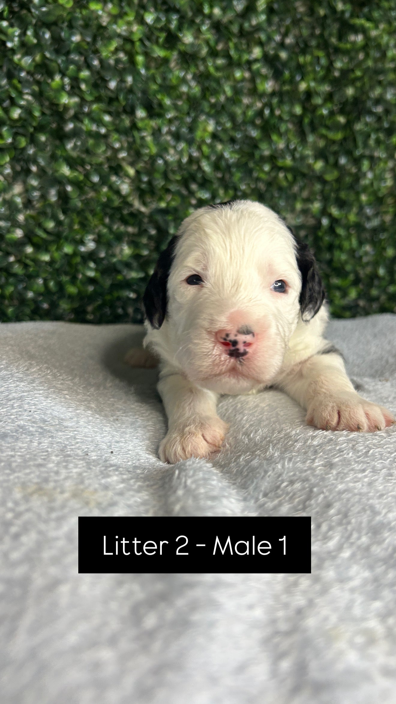 8 x F1 Standard Sheepadoodles (Old English Sheepdog x Standard Poodle)