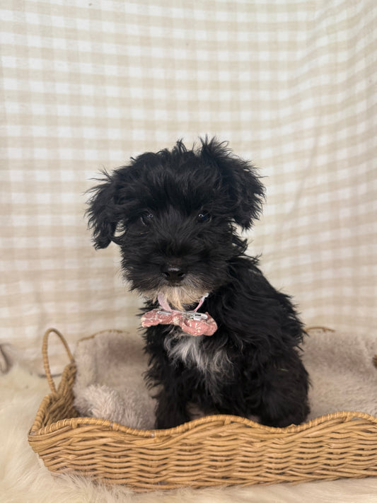 1 x F1 Mini Schnoodle (Mini Poodle x Mini Schnauzer)