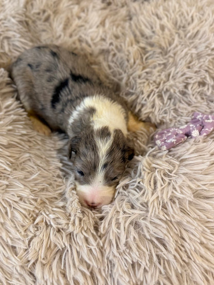 F1 Standard Sheepadoodles (Old English Sheepdog x Standard Poodle) READY EARLY DECEMBER
