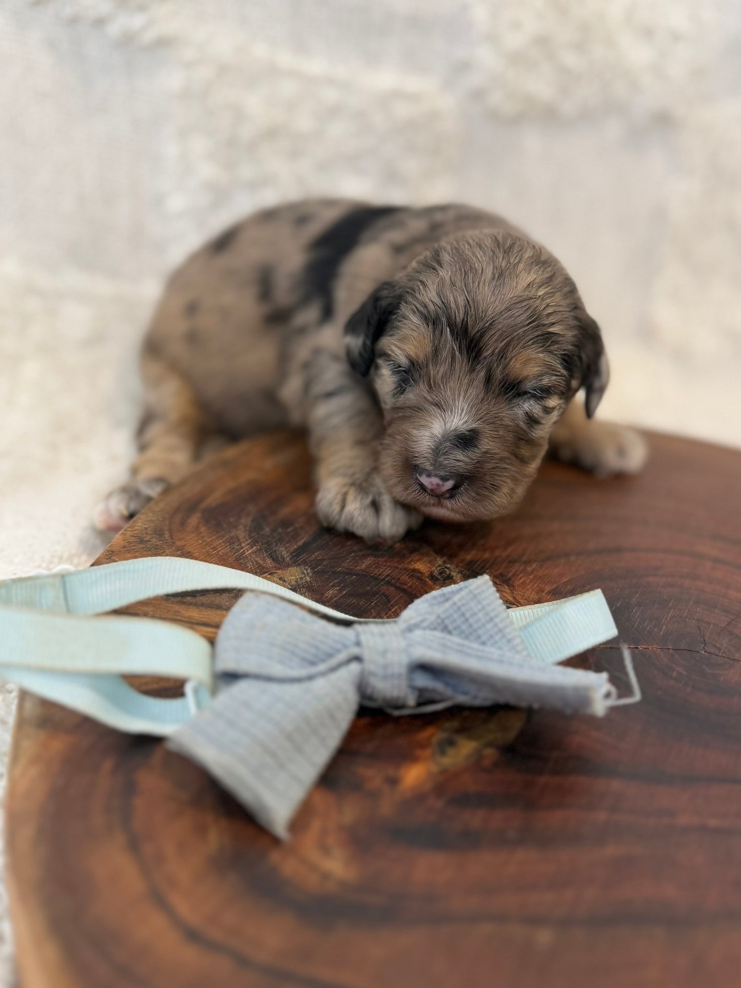 10 x Mini Aussiedoodles (Australian Shepherd x Mini Poodle)
