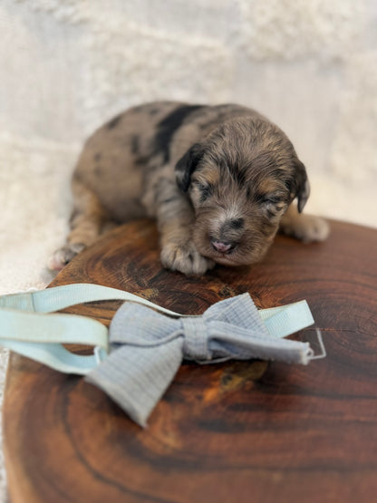 10 x Mini Aussiedoodles (Australian Shepherd x Mini Poodle)