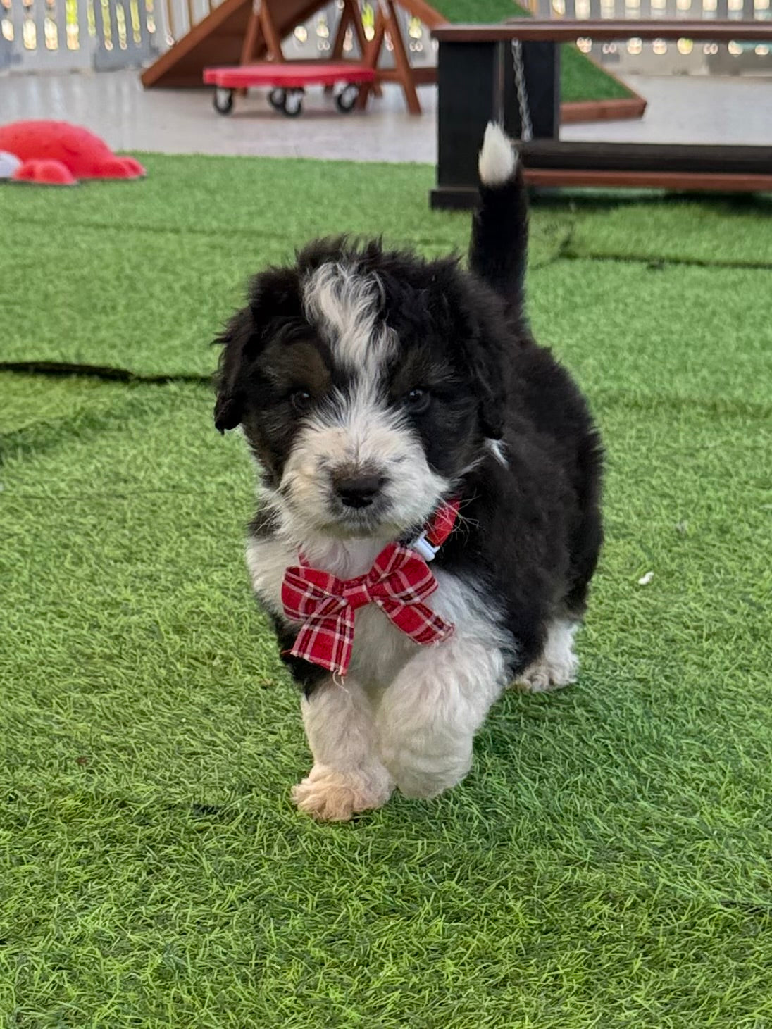 PERCY - F1 Standard Aussiedoodle (Australian Shepherd x Mini Poodle)