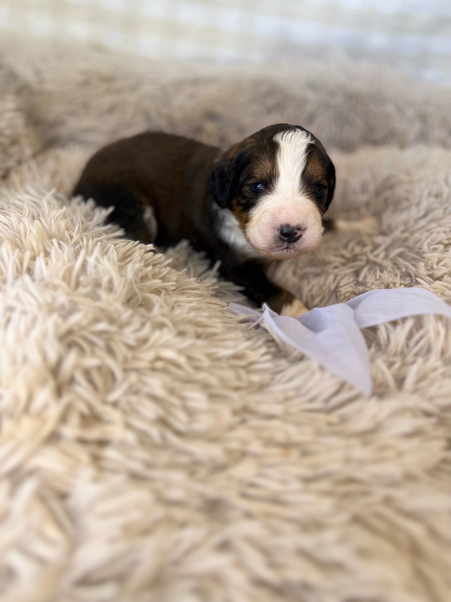 F1 Standard Bernedoodles (Bernese Mountain Dog x Standard Poodle)